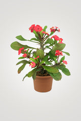 Flowering Plant Collection - Mixed Species - Plantsworld.ae