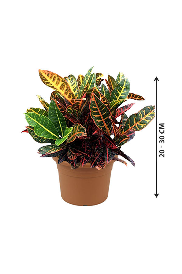 Croton Plant - Codiaeum Variegatum - Plantsworld.ae