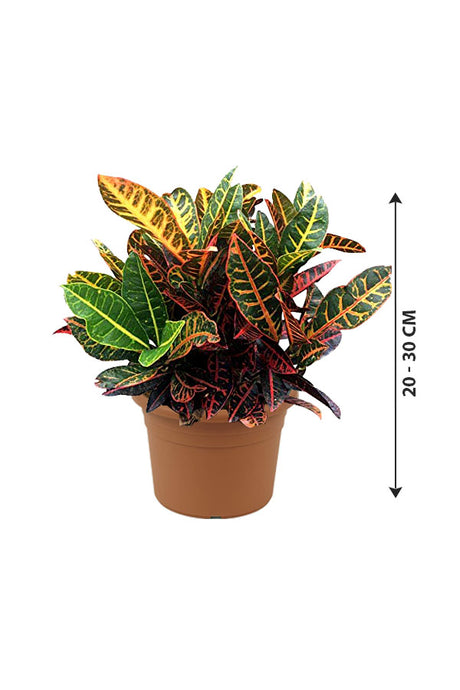 Croton Plant - Codiaeum Variegatum - Plantsworld.ae