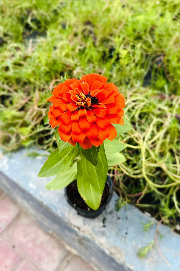 Common Zinnia - Zinnia Elegans - Plantsworld.ae