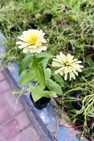 Common Zinnia - Zinnia Elegans - Plantsworld.ae