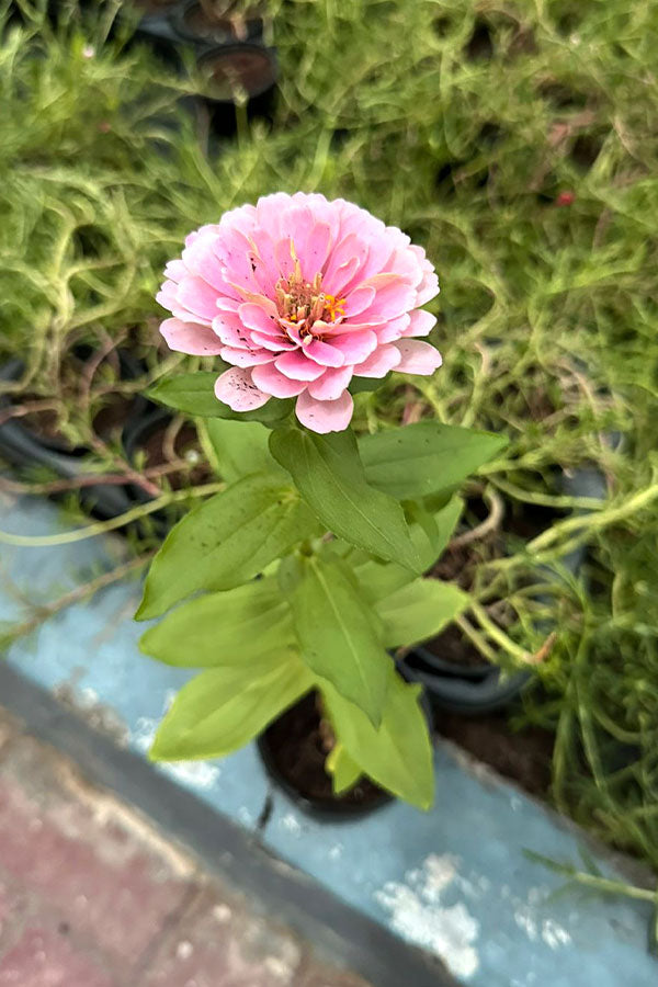 Common Zinnia - Zinnia Elegans - Plantsworld.ae