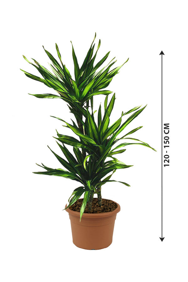 Corn Plant  - Dracaena Fragans Rikki - Plantsworld.ae