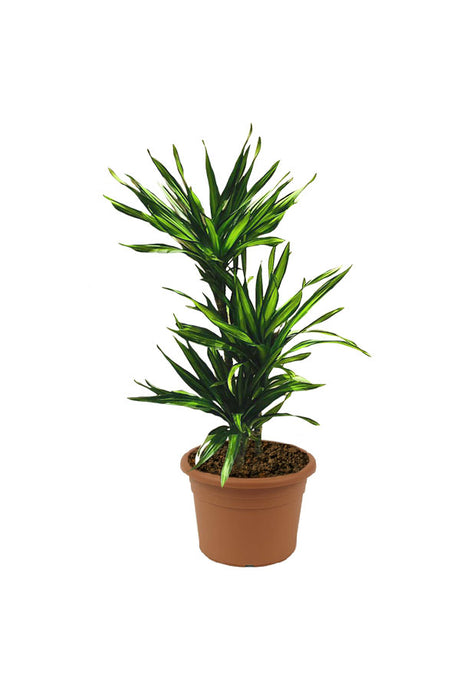 Corn Plant  - Dracaena Fragans Rikki - Plantsworld.ae
