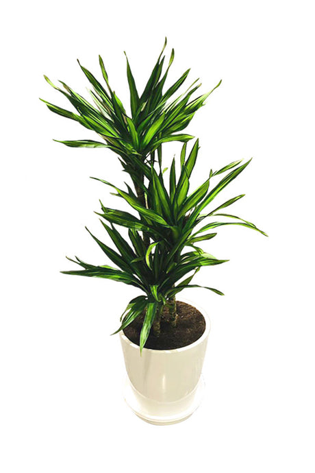 Corn Plant  - Dracaena Fragans Rikki - Plantsworld.ae