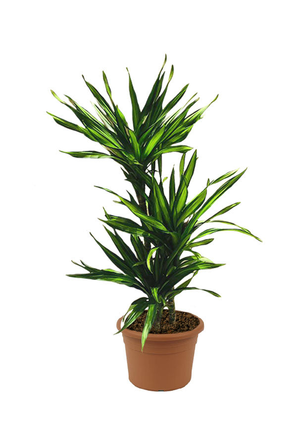 Corn Plant  - Dracaena Fragans Rikki - Plantsworld.ae