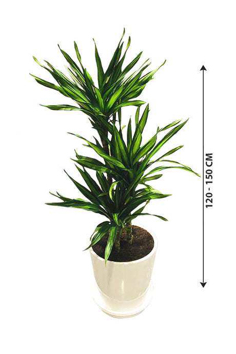 Corn Plant  - Dracaena Fragans Rikki - Plantsworld.ae
