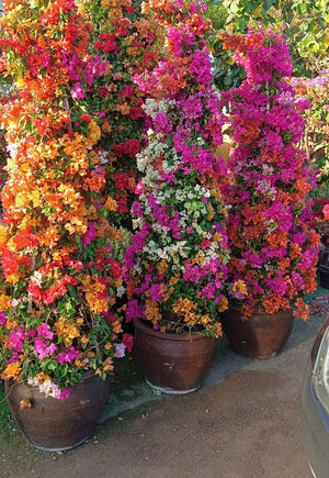 A cone-shaped bougainvillea plant with vibrant mixed-colored flowers