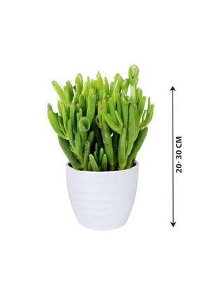 Crassula Hobbit – Premium Succulent for Indoor & Outdoor Decor - Plantsworld.ae