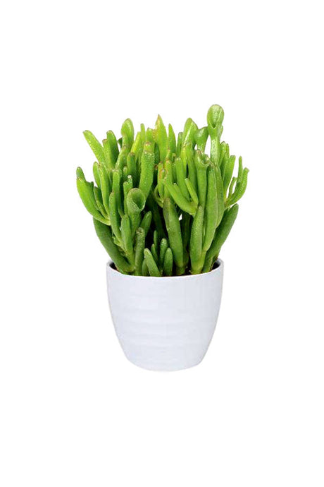 Crassula Hobbit Succulent – Unique Indoor Plant with Tubular Leaves for Home and Office Décor