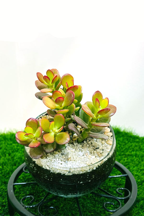 Crassula Hummel Sunset – Glass Bowl Terrarium - Plantsworld.ae