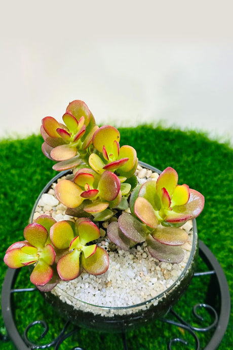 Crassula Hummel Sunset – Glass Bowl Terrarium - Plantsworld.ae