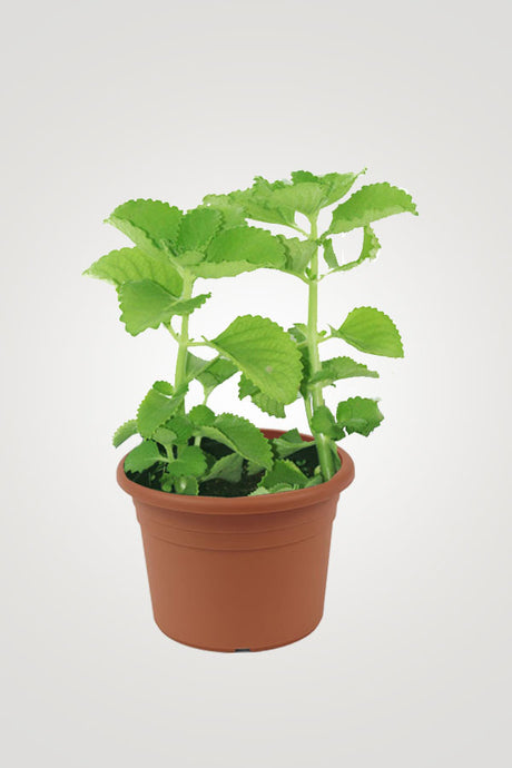 Herbal Plant Combo - Plantsworld.ae