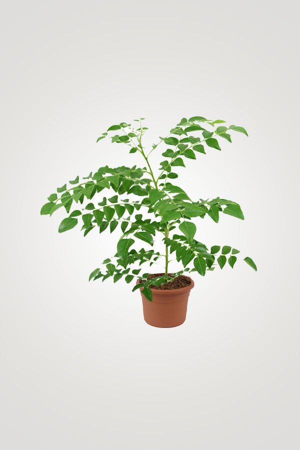 Herbal Plant Combo - Plantsworld.ae