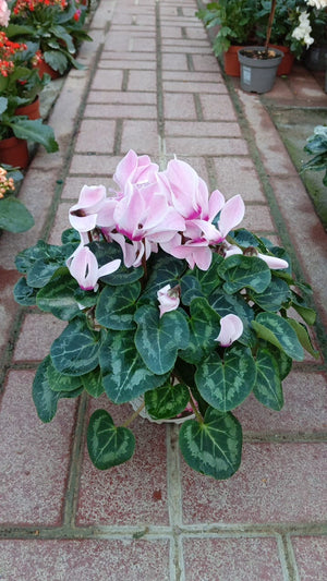 Cyclamen Swinebread  - Outdoor Seasonal Flowering - Plantsworld.ae