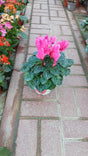Cyclamen pink winter flowers