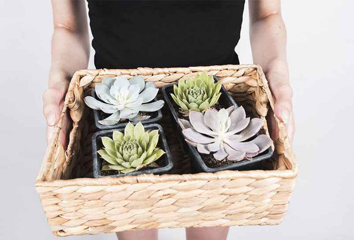 A box full of succulents 