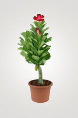 Balcony In Bloom – Beautiful Balcony Plants for Your Outdoor Oasis - Plantsworld.ae