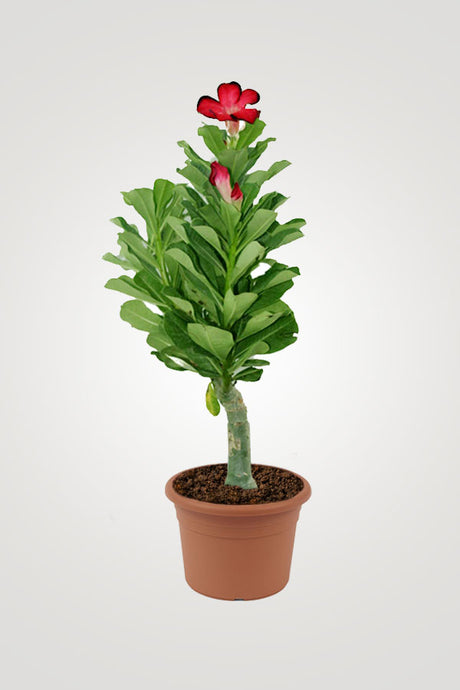 Balcony In Bloom – Beautiful Balcony Plants for Your Outdoor Oasis - Plantsworld.ae