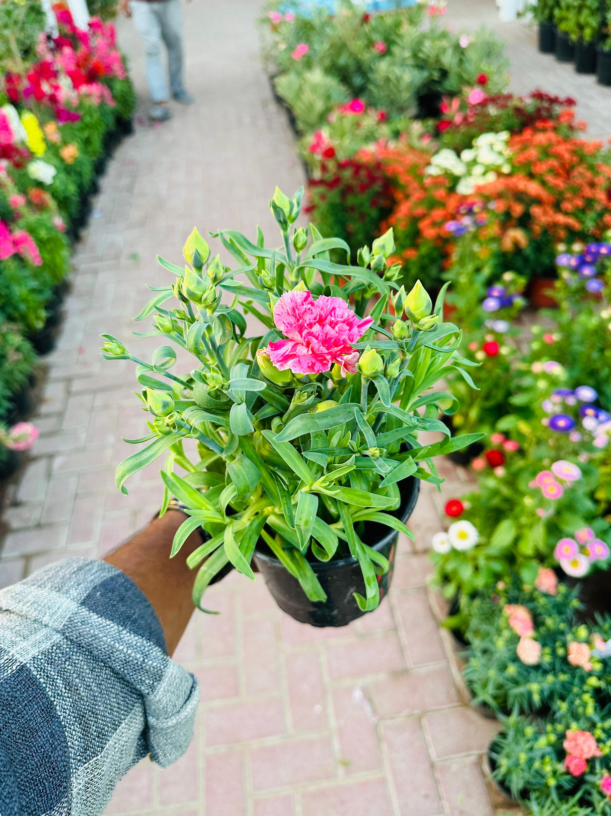 Dianthus Caryophyllus (Carnation) – Vibrant outdoor flowering plant with ruffled petals