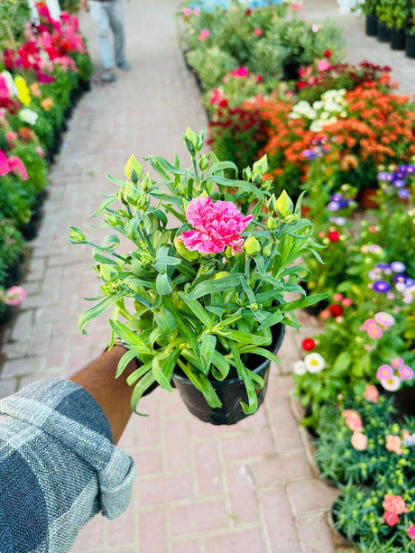 Dianthus Caryophyllus (Carnation) – Vibrant outdoor flowering plant with ruffled petals