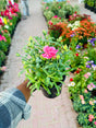 Dianthus Caryophyllus (Carnation) – Vibrant outdoor flowering plant with ruffled petals