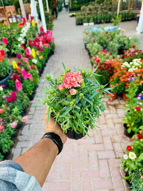 Dianthus Caryophyllus - Carnation - Plantsworld.ae