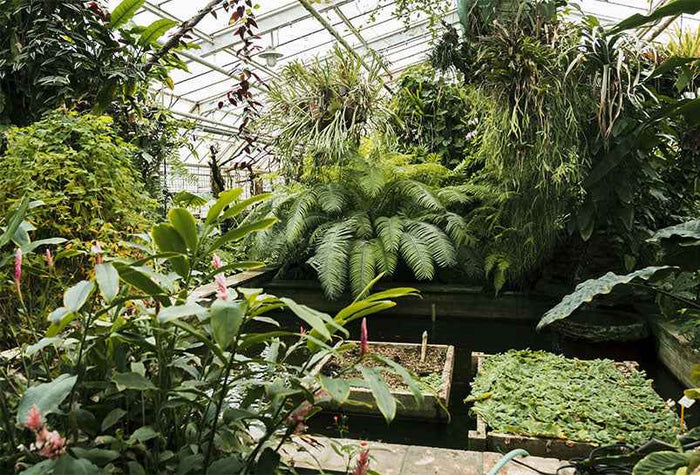 A group of different plants 
