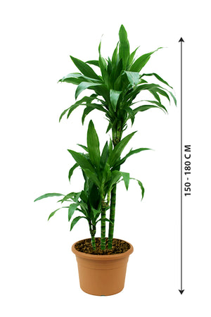 Dracaena Janet Craig - Low Light Indoor Plant - Plantsworld.ae