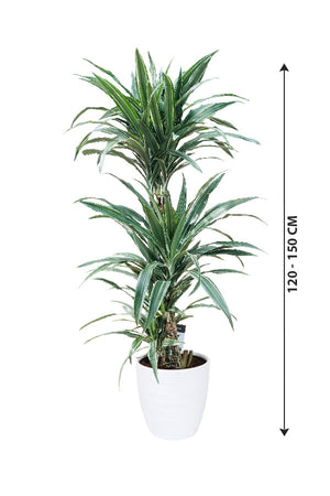 Dracaena Warneckii - Striped Dracaenas - Plantsworld.ae