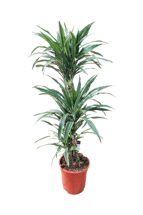 Dracaena Warneckii - Striped Dracaenas - Plantsworld.ae