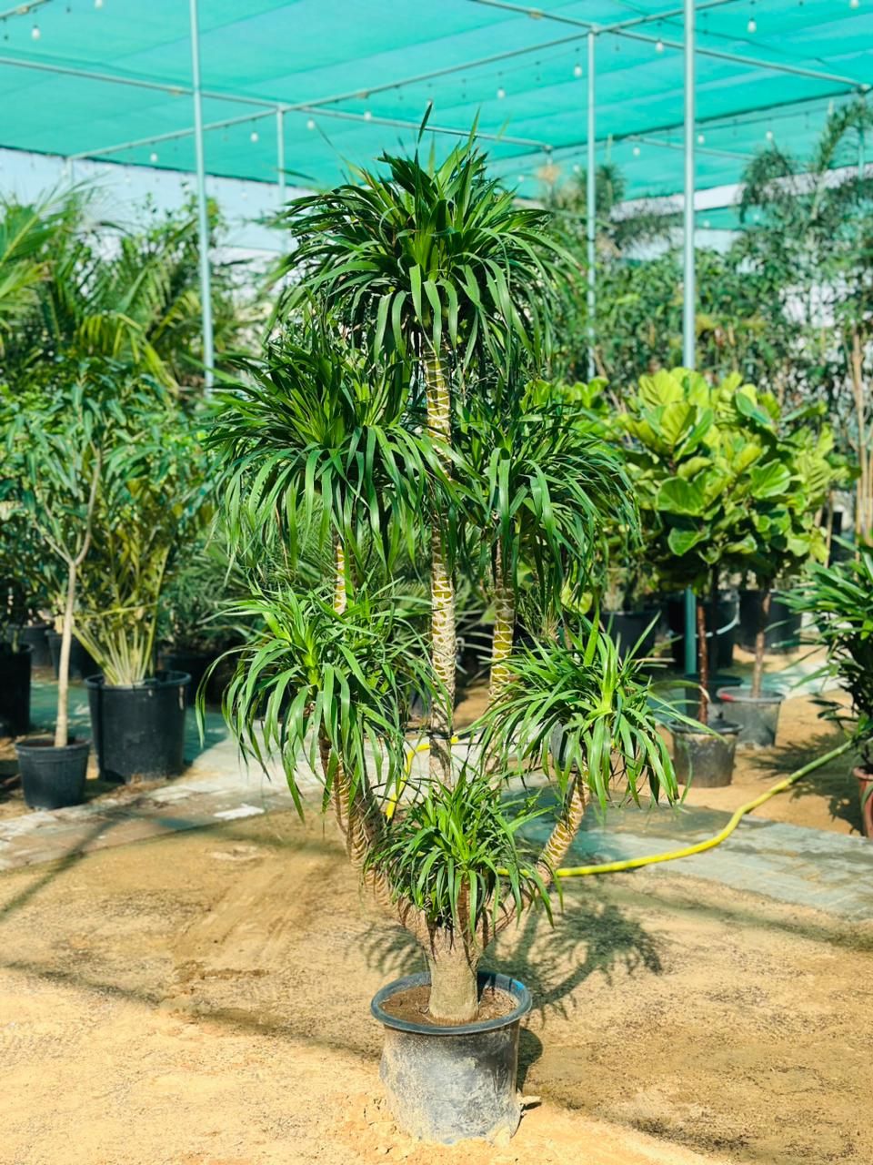 Dracaena tall houseplant