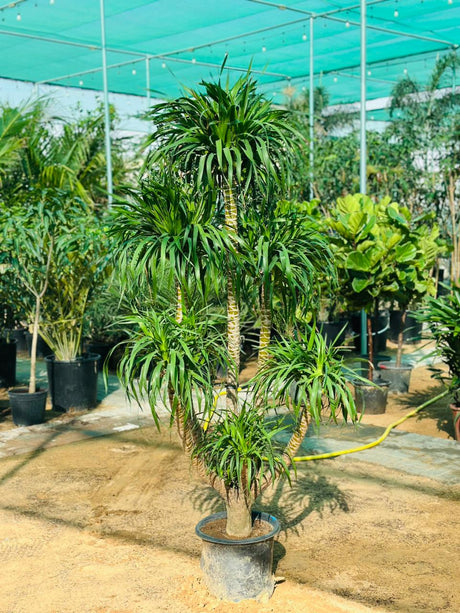 Dracaena tall houseplant