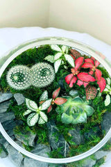 Dream Terrarium - Plantsworld.ae