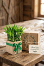 Green Bamboo Gift Plant