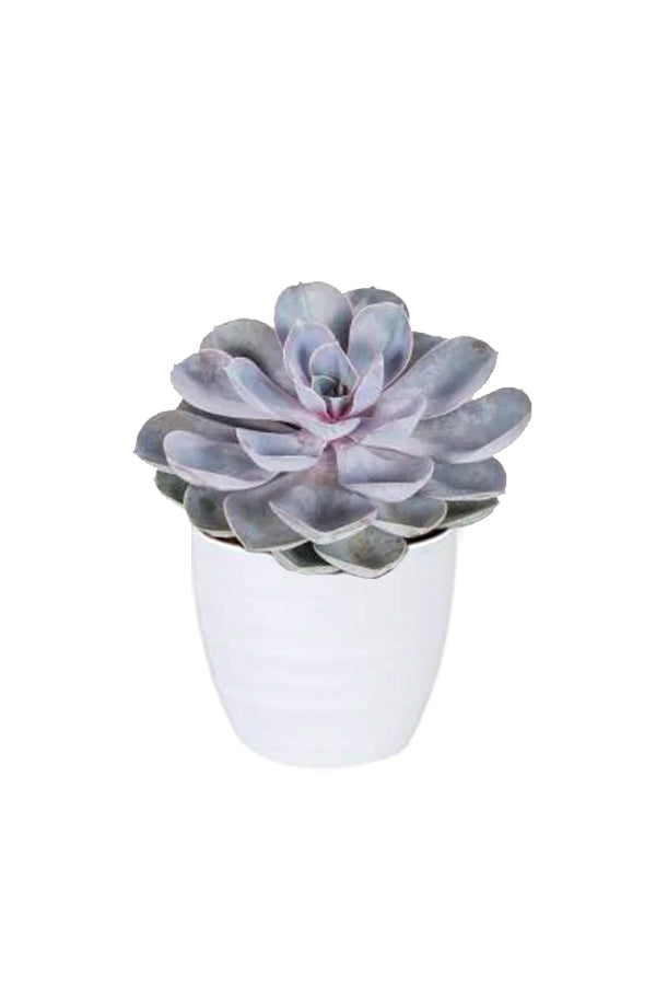 Echeveria Tippy – Easy-Care Rosette Succulent Plant with Pink-Tipped Leaves for Indoor UAE Décor