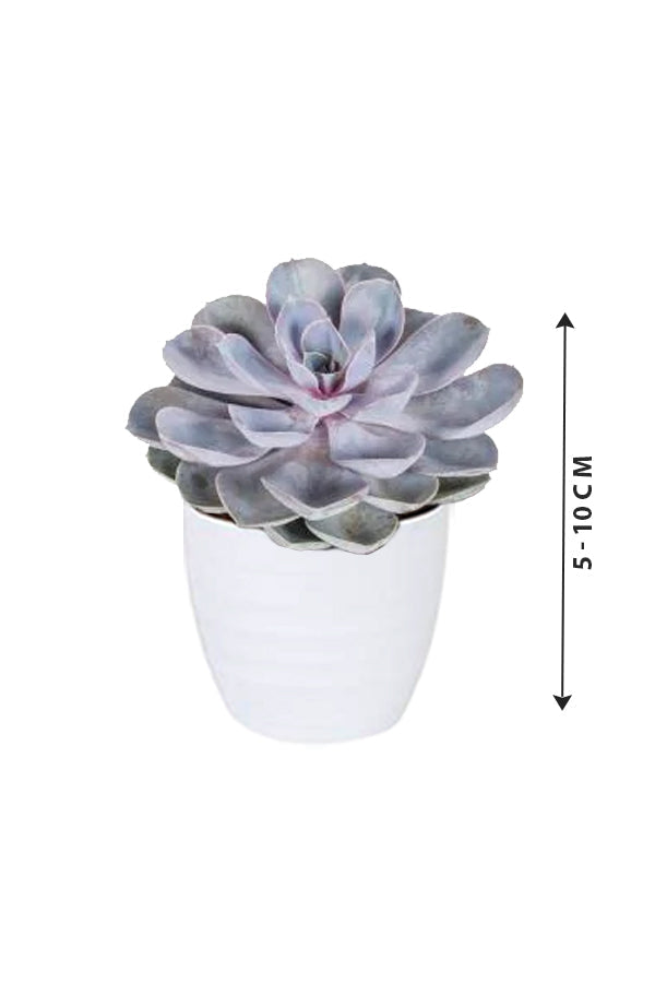 Echeveria 'Tippy' - Echeveria Subsessilis - Plantsworld.ae