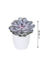 Echeveria 'Tippy' - Echeveria Subsessilis - Plantsworld.ae