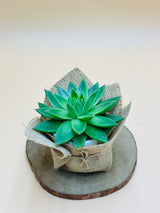 Echeveria OVR With Jute Wrap - Plantsworld.ae