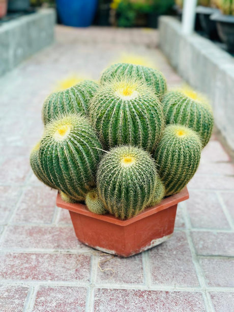 Echino Cactus Multi Head  - Cactus Plant - Plantsworld.ae