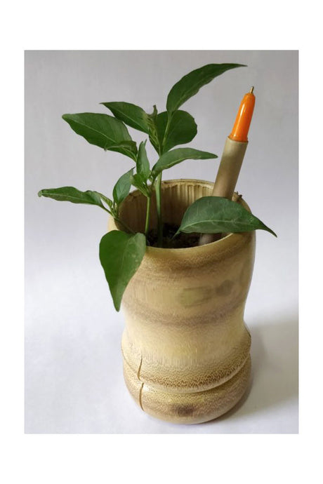 Plantable Paper Seed Pens – Eco-Friendly Recycled Pens That Grow into Plants in Dubai