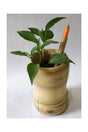Plantable Paper Seed Pens – Eco-Friendly Recycled Pens That Grow into Plants in Dubai