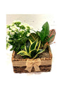 Combo of 3 Plants – Father’s Day Gift Set – Unique Plant Gift for Dad