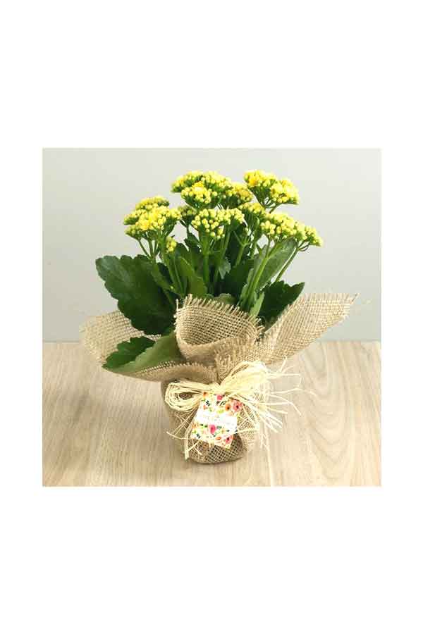 Kalanchoe plant wrapped in natural jute, ideal for Father's Day gift


