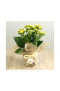 Kalanchoe plant wrapped in natural jute, ideal for Father's Day gift

