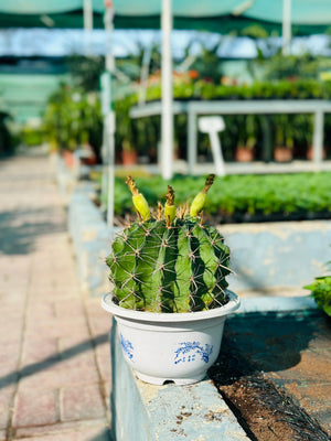 Barrel Cactus - Ferocactus Sp. - Plantsworld.ae