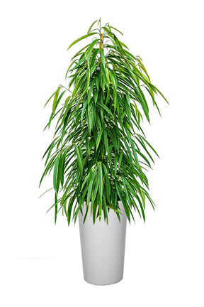 Ficus Amstel Queen - Ficus Plant - Office Tall Plant - Plantsworld.ae