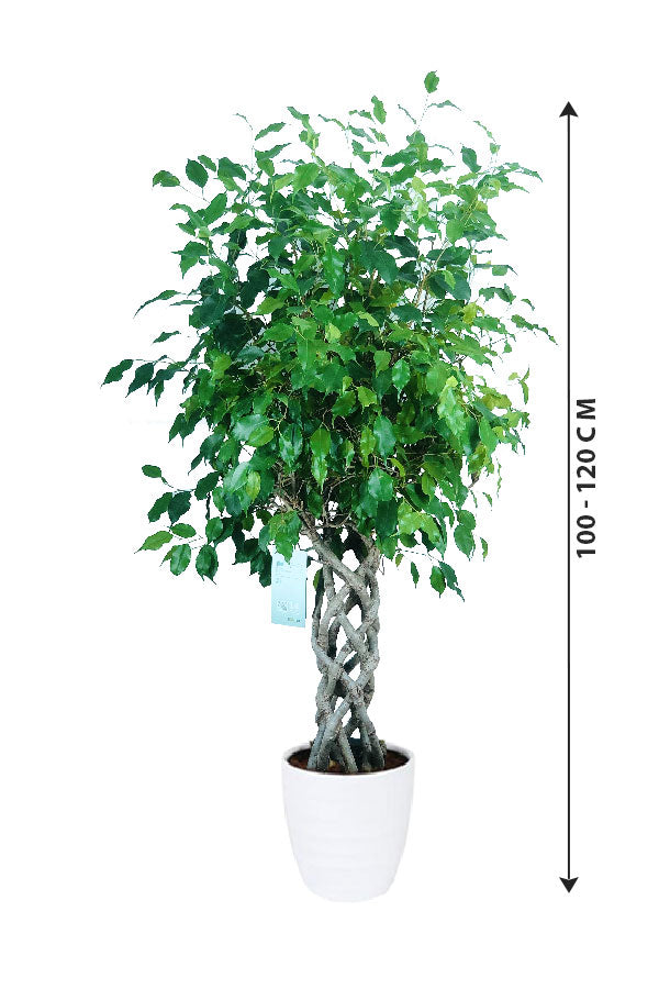 Ficus Benjamina Cylinder - Weeping Fig - Plantsworld.ae