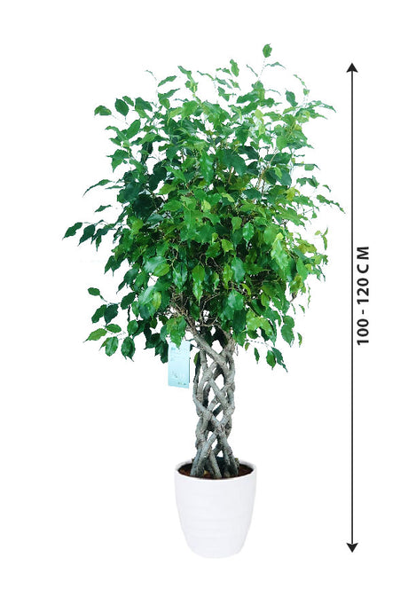 Ficus Benjamina Cylinder - Weeping Fig - Plantsworld.ae
