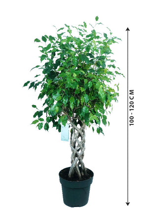 Ficus Benjamina Cylinder - Weeping Fig - Plantsworld.ae